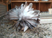 Indian Fantails & Others