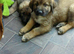 Caucasion shepards puppys