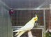 Cocktail parrot