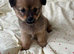 Papillon x Chihuahua Puppies