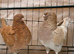 modena pigeons