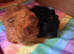 Baby Peruvian brothers