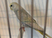 Baby pastel rainbow budgie ring number 16 2026 rung