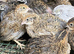 Chinese quails