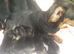 *OUTSTANDING QUALITY MINIATURE DACHSHUND *