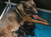 Belgian Malinois Puppies