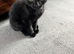 4 lovely kittens