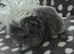Baby boars ready now