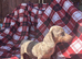 Miniature dachshund (last one)