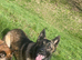 2x Belgian mal 18 month male 7 month female