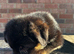 BLACK & RED GERMAN SHEPHERD puppy for sale