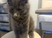 A longhair British kitten for sale in Cardiff.