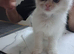 GCCF registered Ragdoll kittens