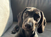 Female Mini Dachshund