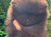 Champion KC Pomeranian puppies Russian\Taiwan bloodlines