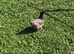 13 Hens and 2 Cockerels to rehome due to downsizing