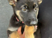 German Shepherd Puppies for sale