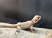 Baby bearded dragons (mixed)