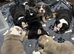 Beautiful kc English bulldogs