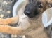 German shepherd x german shepherd/belgian Malinois puppy's