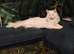 Maine coon kitten 1 brown girl left!!