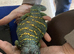 Wanted mature male Uromastyxs