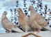 Wolverhamptom Tumbler Pigeons