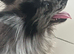 Beautiful 4-Year-Old Female Pomeranian