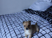 Lovely pomchi