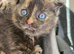3 beautiful Scottish folds for sale and one Scottish straight