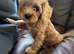 Cavapoo puppies for sale