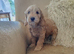 Cockapoo puppies f2