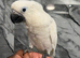 Friendly Baby HandReared Super Tame Cuddly Umbrella Cockatoo Parrot,31