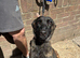 German Shepherd x Dutch Shepherd Female