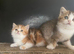 Adorable TICA Registered Munchkin Kittens