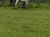 Beautiful Appaloosa Filly!!