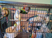 Semi tame conure
