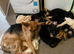 German Shepherd puppies
