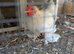 Pekin bantam cockerels