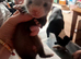 4 baby ferret