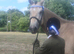 4 yr old warmblood x tb gelding