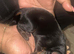 Beautiful Full Doberman Puppies – Ready from 8 Weeks