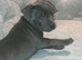 Fur baby&rsquo;s for sale