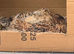 Breeding pair of quails