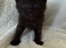 Adorable Persian Cross Kittens