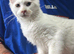 White Maine Coon Boy Kittens
