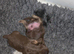 Imperial Shih Tzu Puppies
