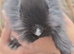 Lionhead cross boy