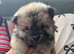 6 Chow Chow Puppies kc registered