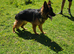 German shepherd for stud